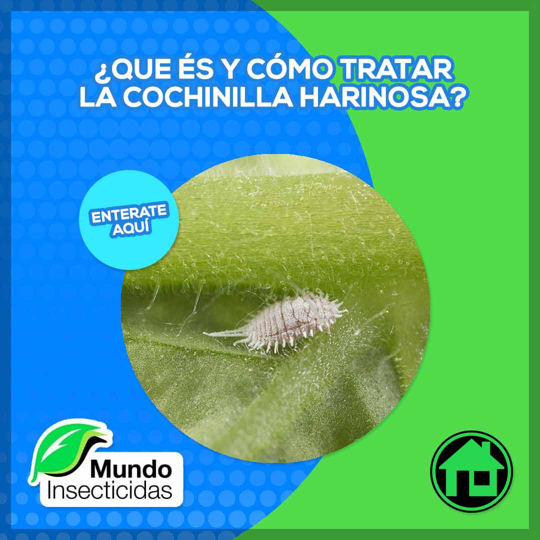 Cochinilla harinosa, ¿cómo tratarla?